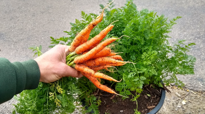 Vegetables to Fuel Your Body in the Fight Against Stomach Cancer